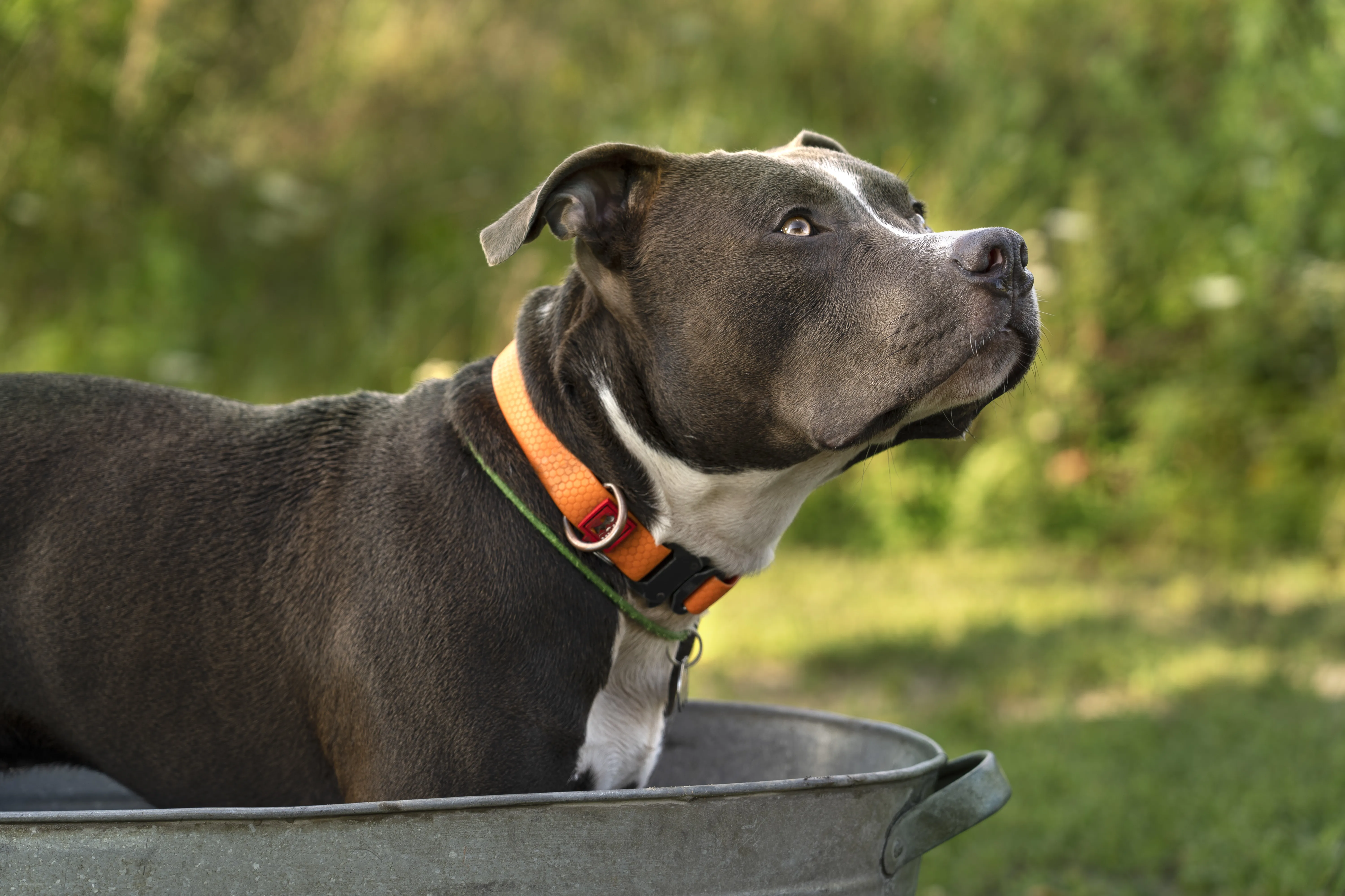 Batterie collier de chien